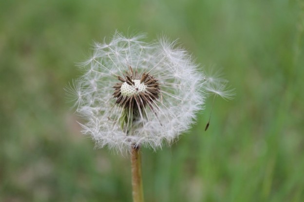 dernières volontés